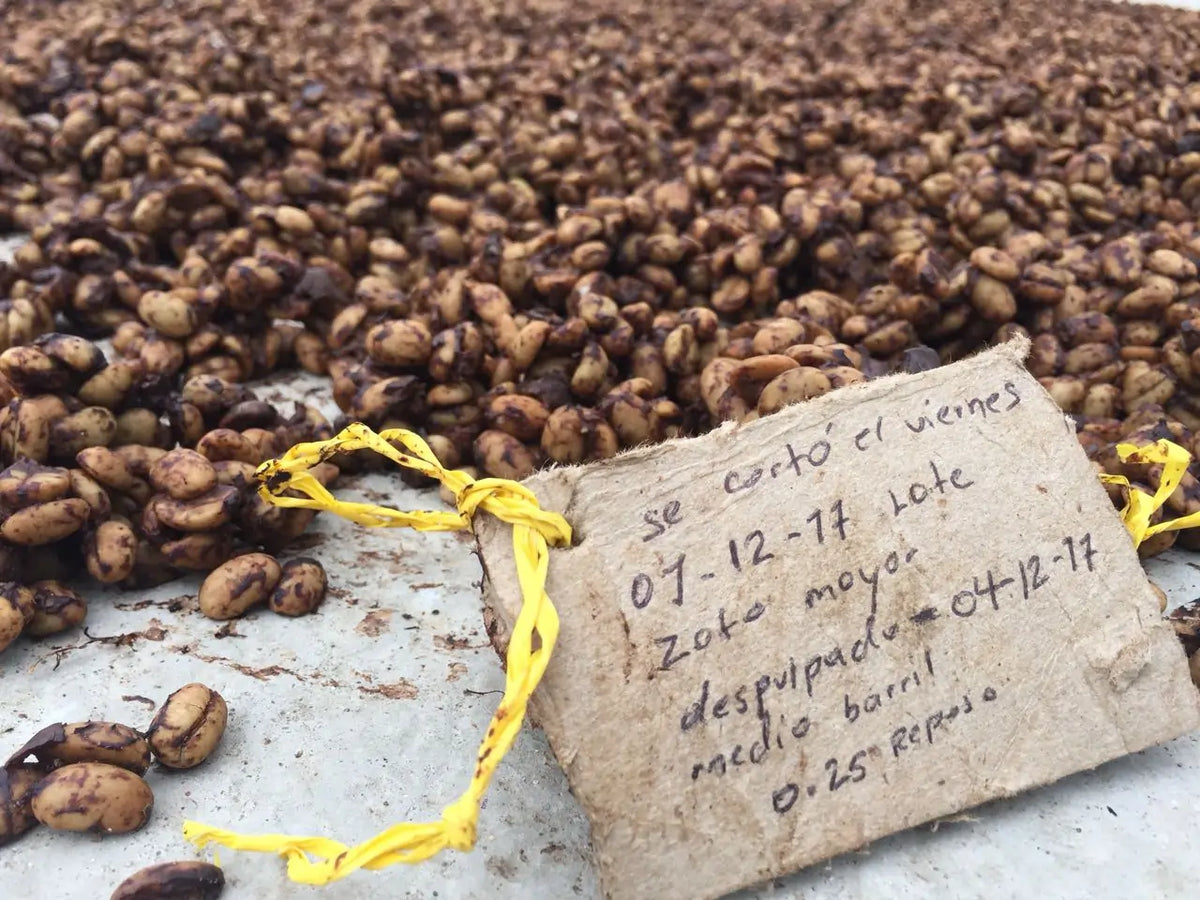 Kaffee-Aufbereitungsmethoden und ihr Einfluss auf den Geschmack