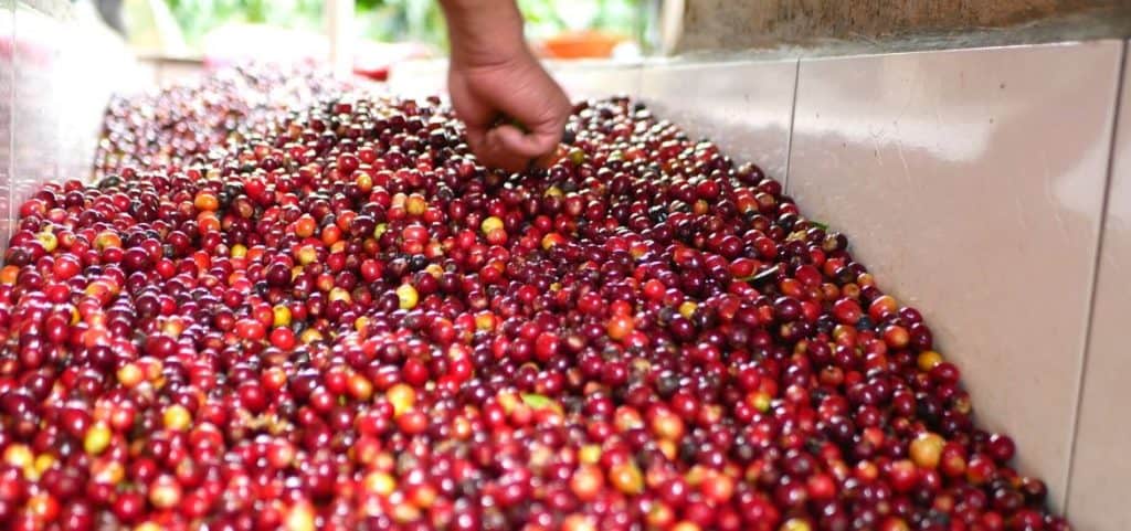 Neue Fermentationsmethoden für Kaffee: Herausforderungen, Chancen und Risiken.