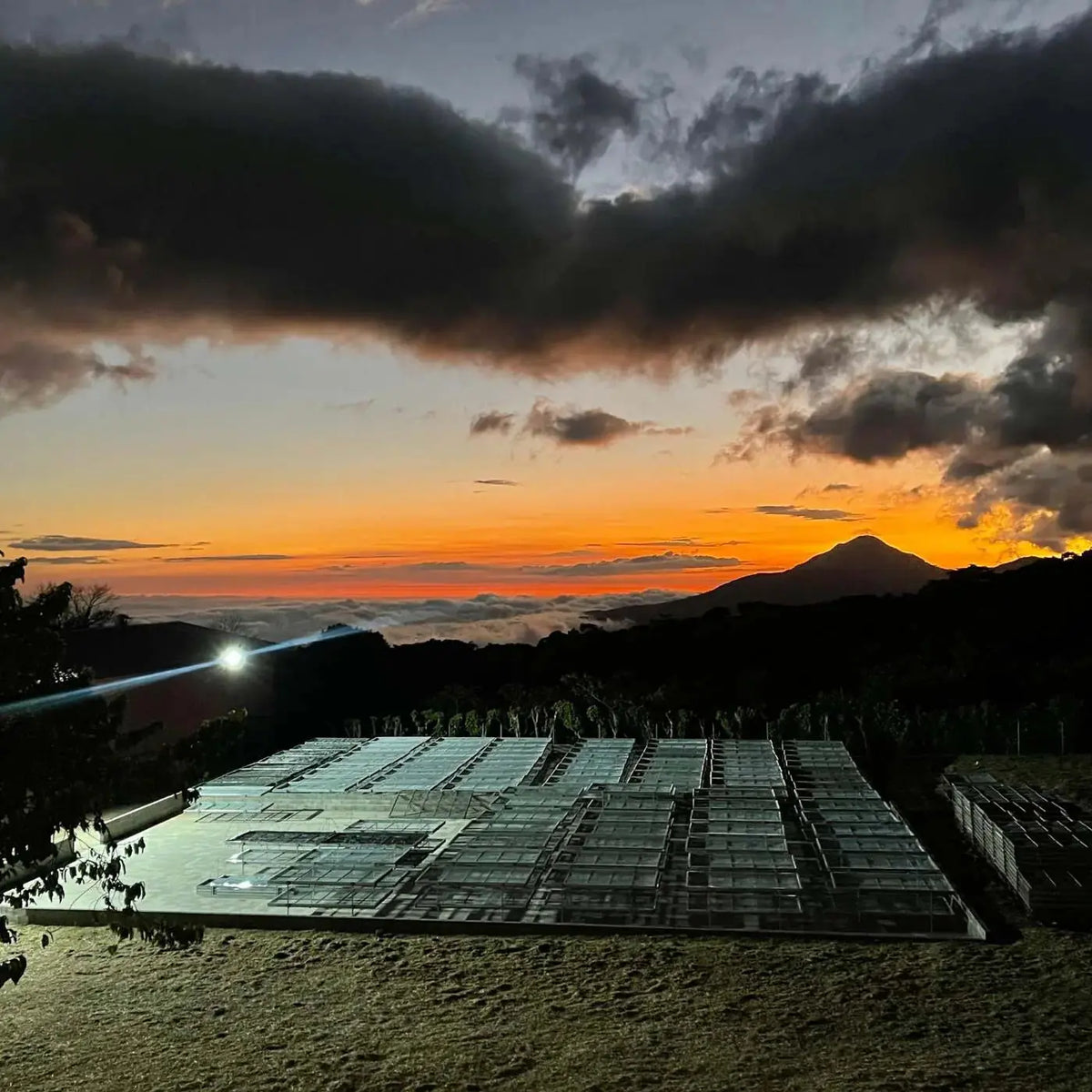 Los Ángeles, Espresso da El Salvador