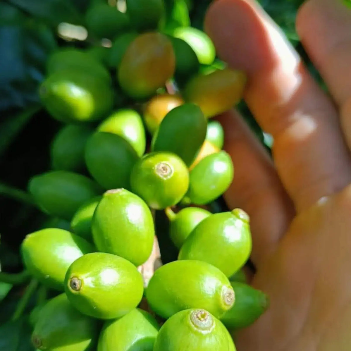 Los Ángeles, Espresso da El Salvador
