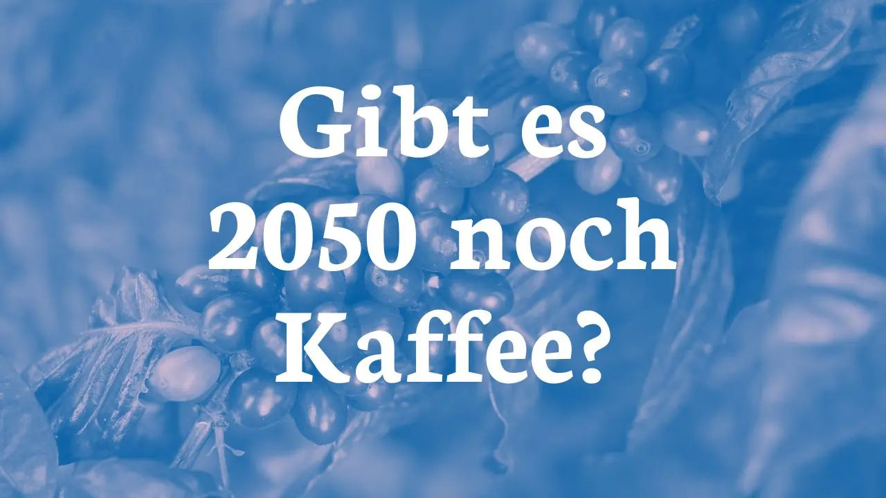 Gibt es 2050 noch Kaffee?