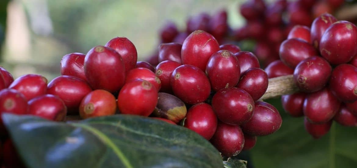 Wie schmeckt Kaffee aus …? Einfache Frage, schwierige Antwort.