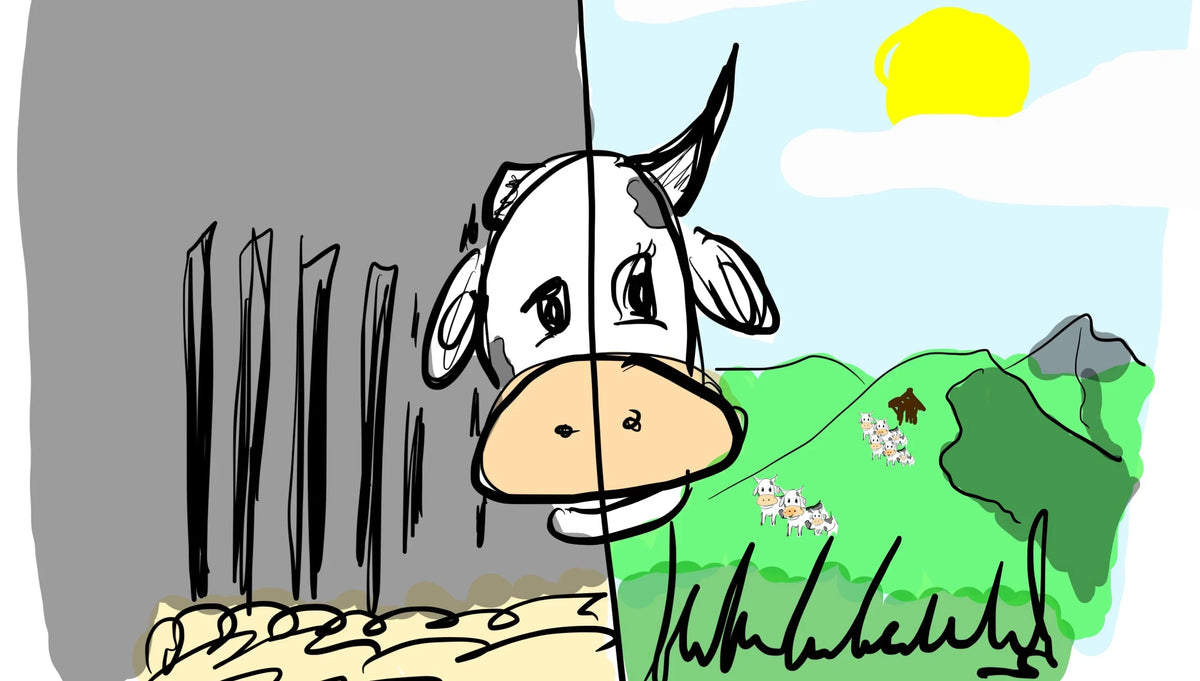 Milch und Milch: Klimakiller oder Klimaretter?