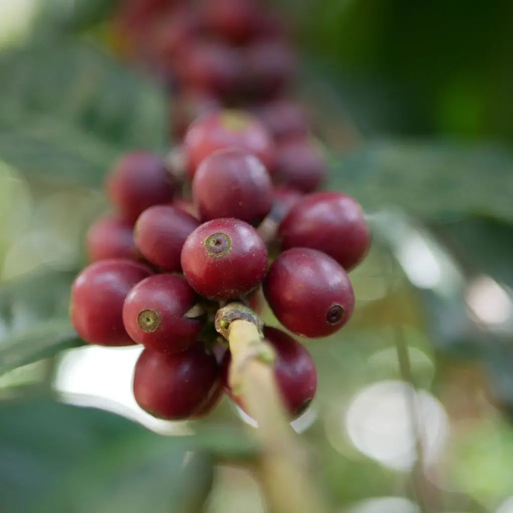 Suscripción de Café de Filtro Aventura
