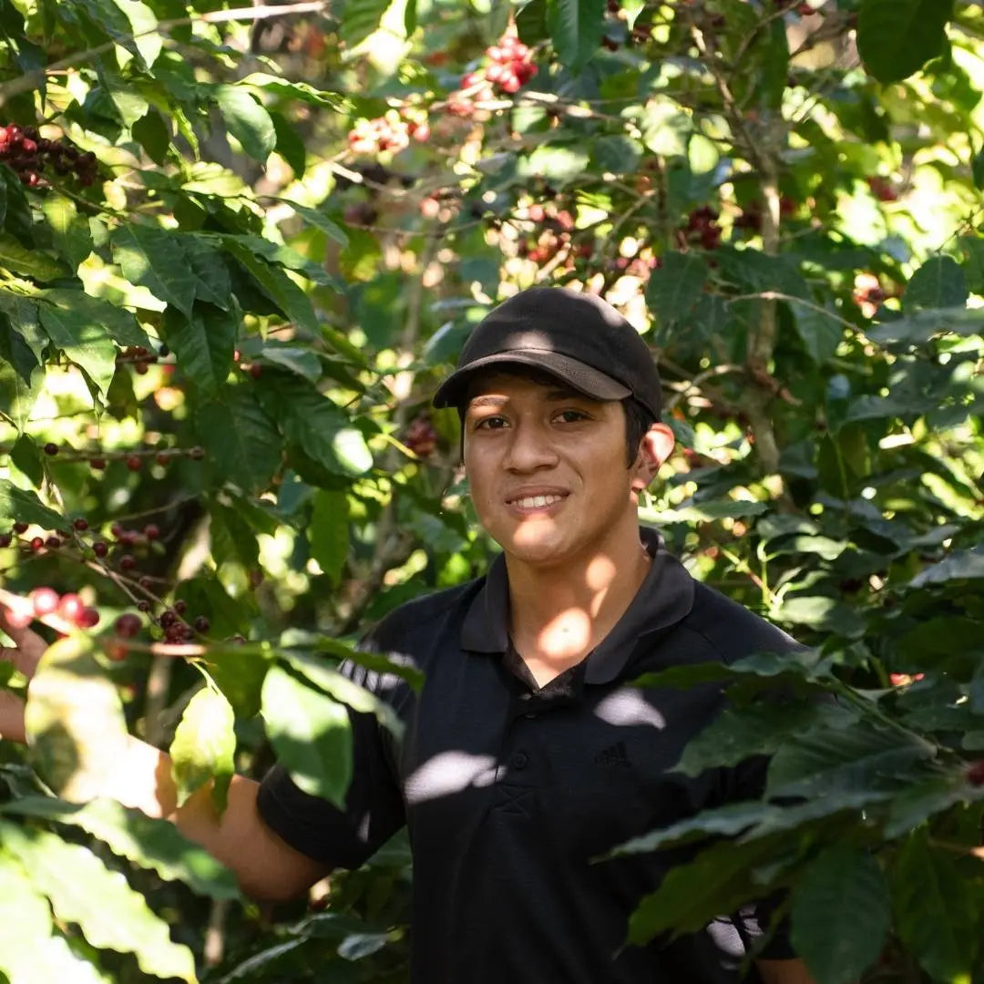 Carlos Amaya, café filtre du Honduras