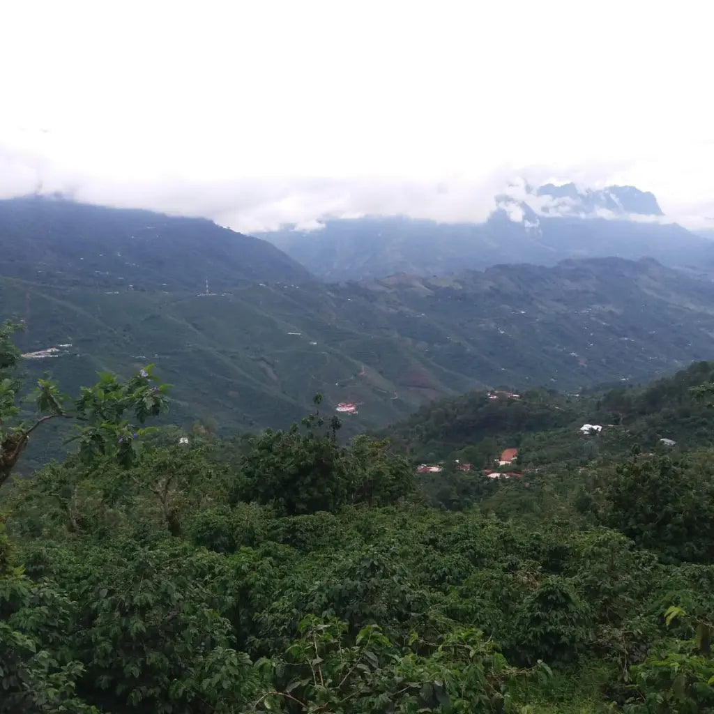 La Conserva – Espresso from Guatemala