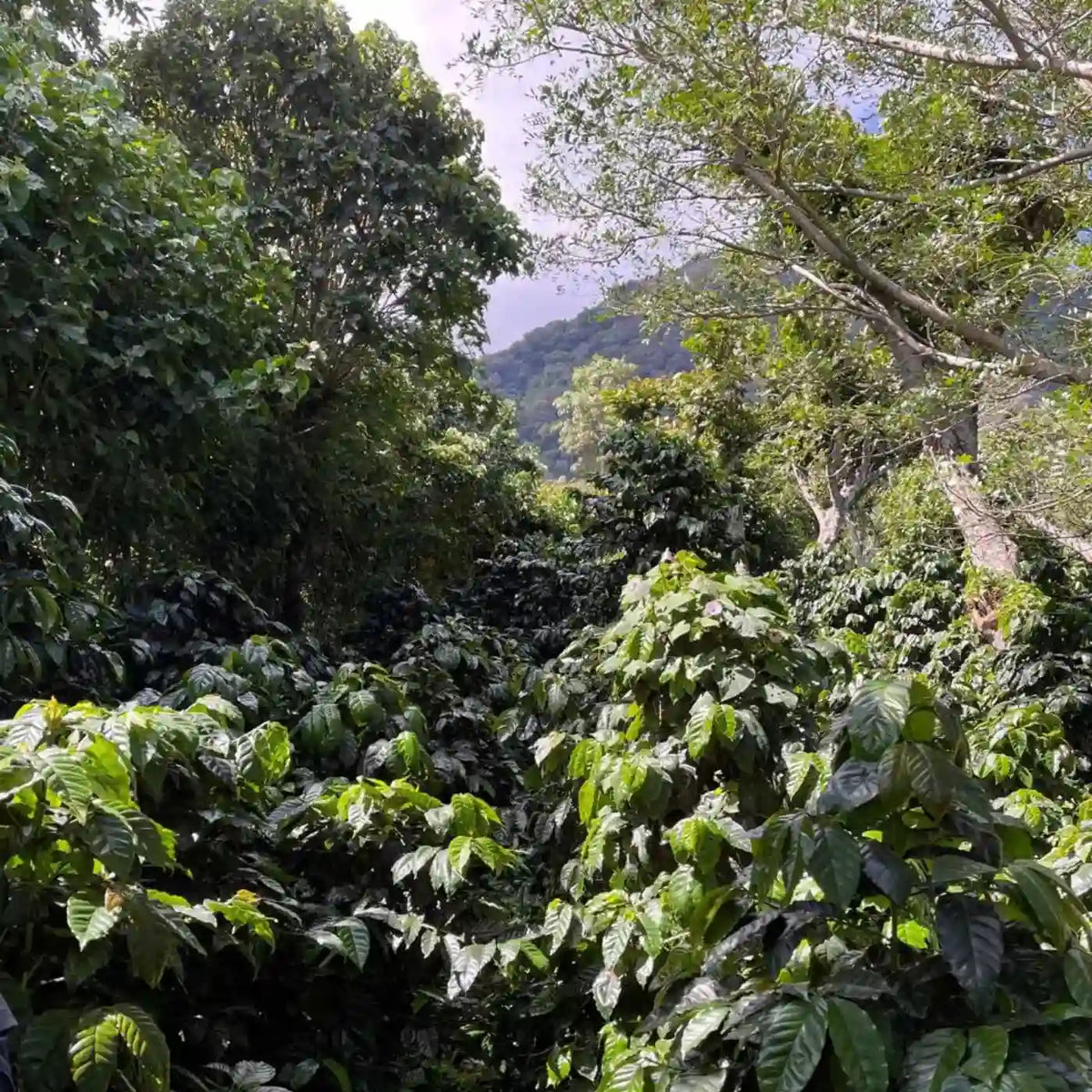 Los Ángeles, Espresso da El Salvador
